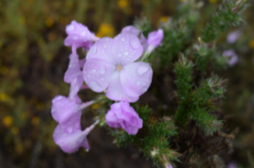 Photo of plant Prickly Phlox with light purple flowers